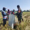 Babinsa Bersama Petani, Menjaga Pangan dan Menguatkan Negeri