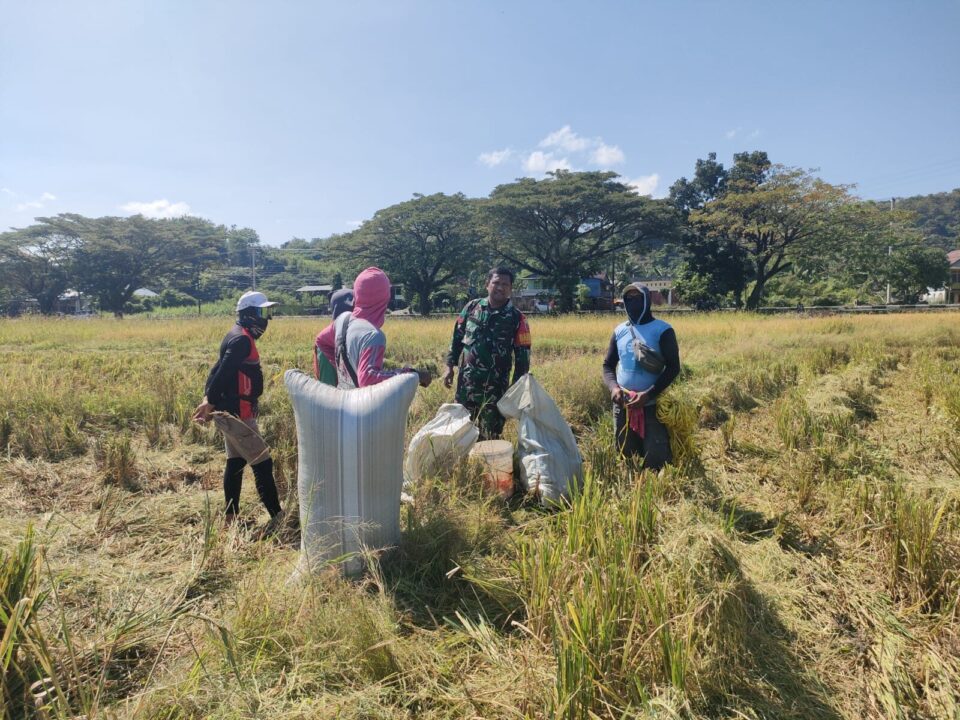 Babinsa Bersama Petani, Menjaga Pangan dan Menguatkan Negeri