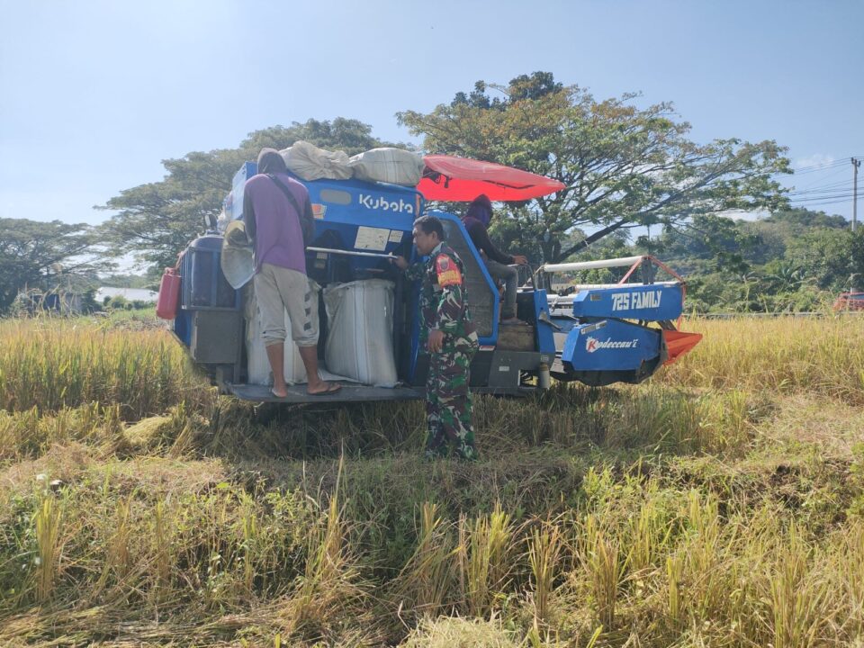 Babinsa Bersama Petani, Menjaga Pangan dan Menguatkan Negeri