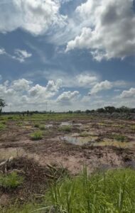 Cetak Sawah di Kalimantan, Prajurit TNI AD Sulap Lahan Jadi Lumbung Pangan