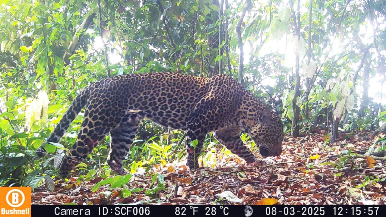 Ekspedisi Macan Tutul Jawa di Sanggabuana Catat Temuan Penting, TNI AD Perkuat Kiprah Pelestarian Alam