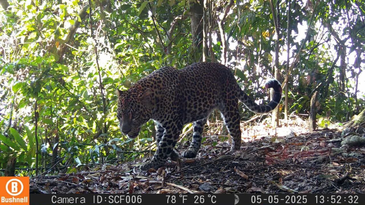 Ekspedisi Macan Tutul Jawa di Sanggabuana Catat Temuan Penting, TNI AD Perkuat Kiprah Pelestarian Alam