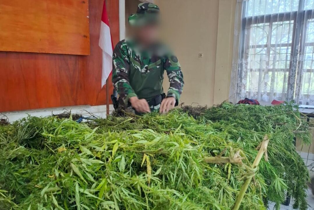 Ungkap Ladang Ganja di Pegunungan Bintang, Satgas Gabungan TNI-Polri Amankan Puluhan Pohon Siap Panen