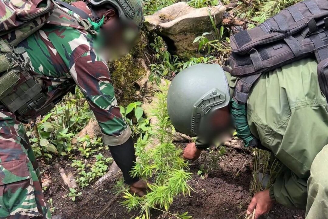 Ungkap Ladang Ganja di Pegunungan Bintang, Satgas Gabungan TNI-Polri Amankan Puluhan Pohon Siap Panen