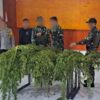 Ungkap Ladang Ganja di Pegunungan Bintang, Satgas Gabungan TNI-Polri Amankan Puluhan Pohon Siap Panen