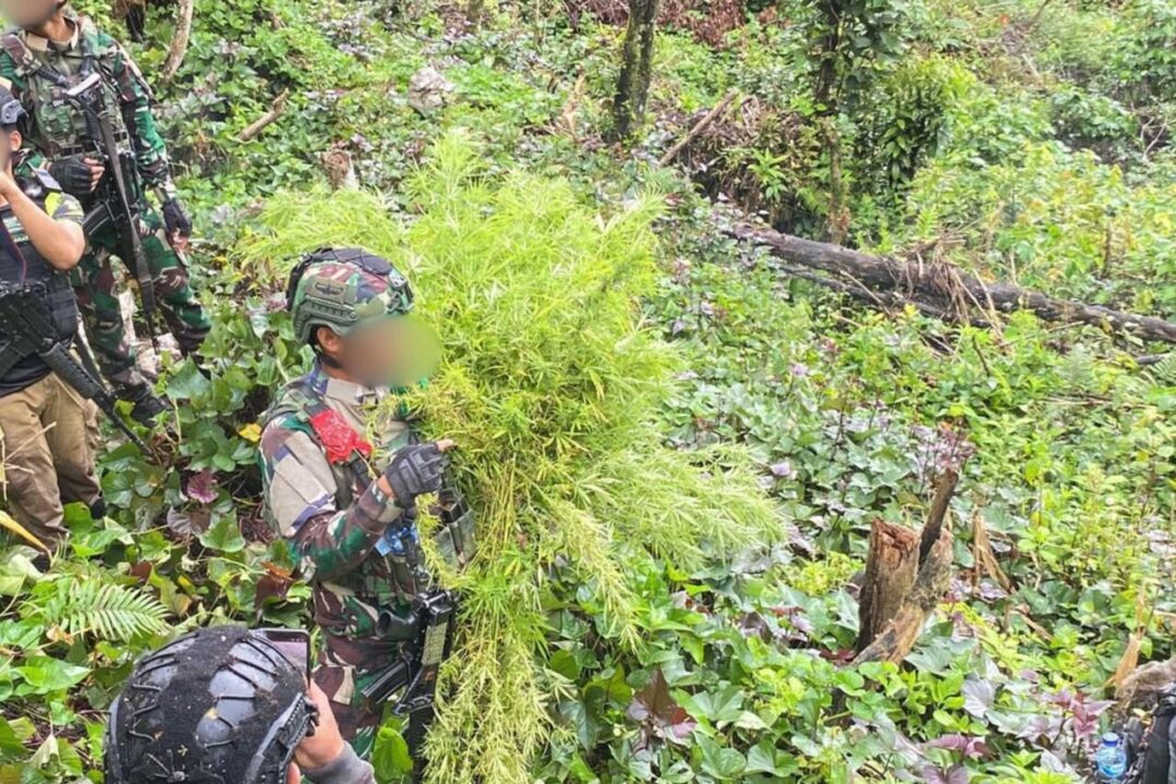 Ungkap Ladang Ganja di Pegunungan Bintang, Satgas Gabungan TNI-Polri Amankan Puluhan Pohon Siap Panen