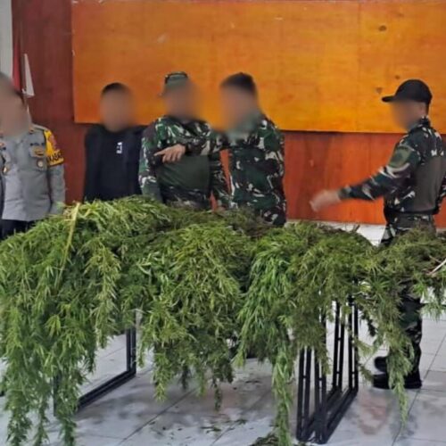 Ungkap Ladang Ganja di Pegunungan Bintang, Satgas Gabungan TNI-Polri Amankan Puluhan Pohon Siap Panen