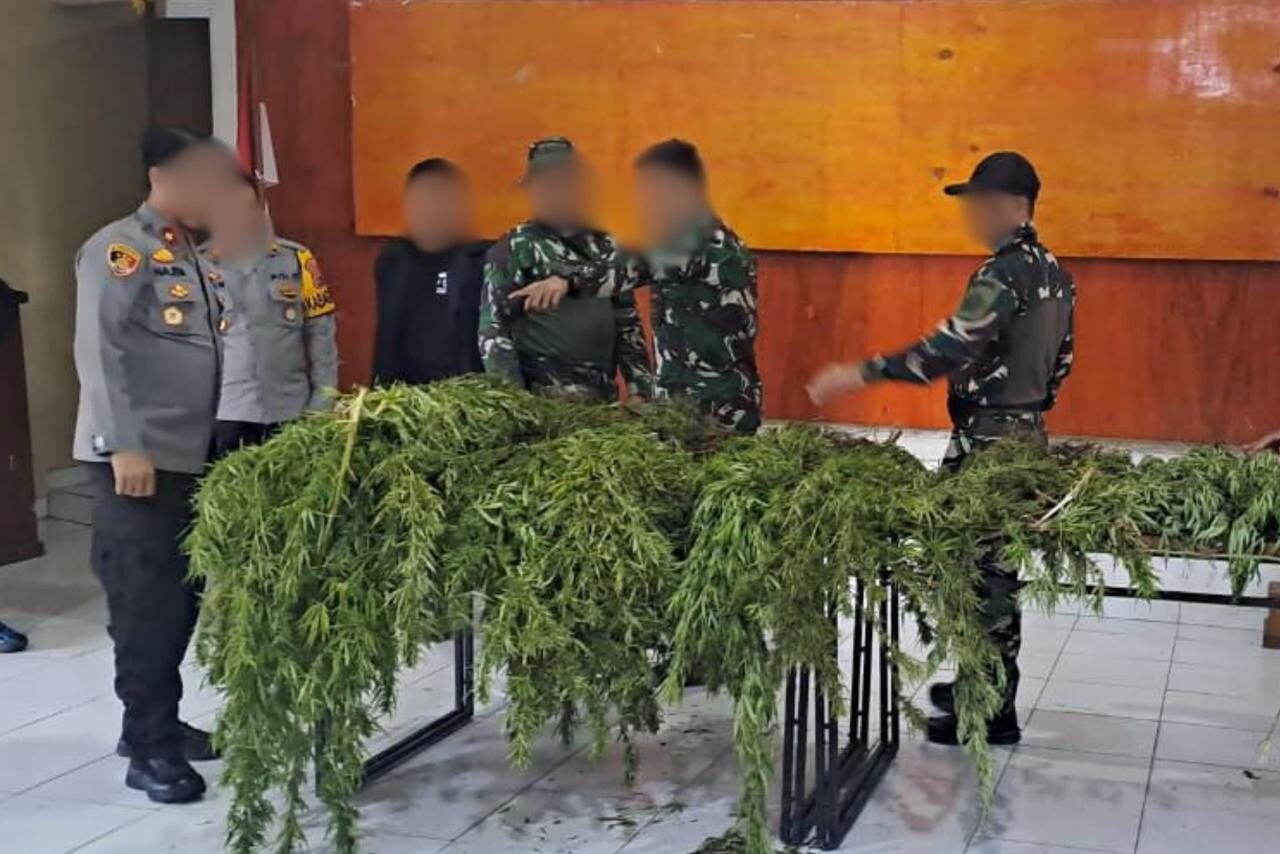 Ungkap Ladang Ganja di Pegunungan Bintang, Satgas Gabungan TNI-Polri Amankan Puluhan Pohon Siap Panen