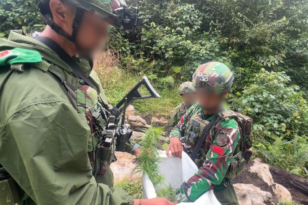 Ungkap Ladang Ganja di Pegunungan Bintang, Satgas Gabungan TNI-Polri Amankan Puluhan Pohon Siap Panen