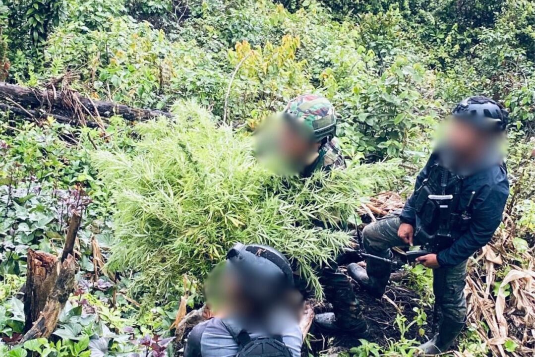Ungkap Ladang Ganja di Pegunungan Bintang, Satgas Gabungan TNI-Polri Amankan Puluhan Pohon Siap Panen